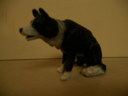 Carol Herden  Sitting Boarder Collie Dog